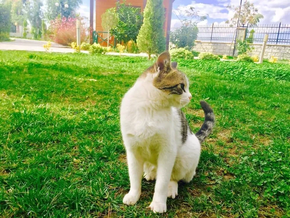 Classic Ağaç Ev, 1 Çift Kişilik Yatak ve Çekyat, Avlu Manzaralı, Bahçeli