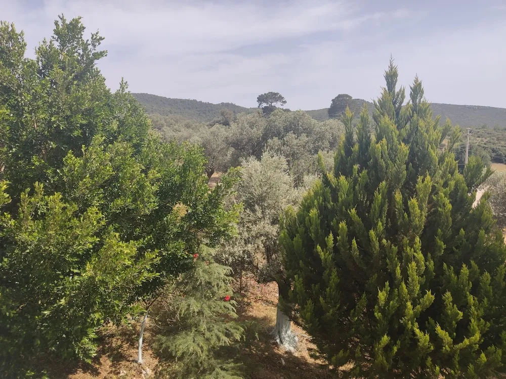 Standard Oda, Dağ Manzaralı