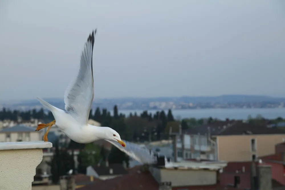 Presidential Süit, Deniz Manzaralı