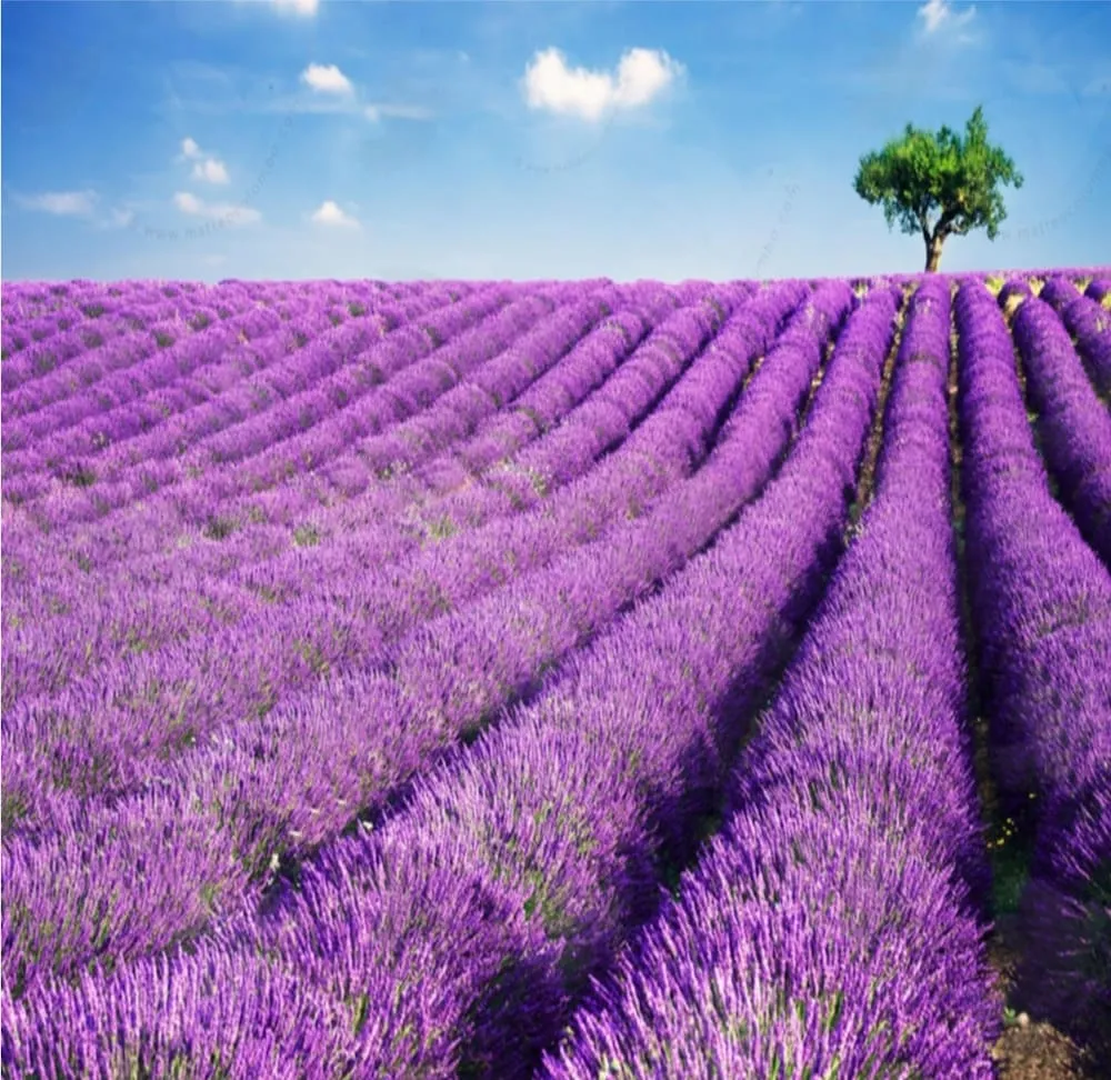 Deluxe Tek Büyük veya İki Ayrı Yataklı Oda, Bahçe Manzaralı