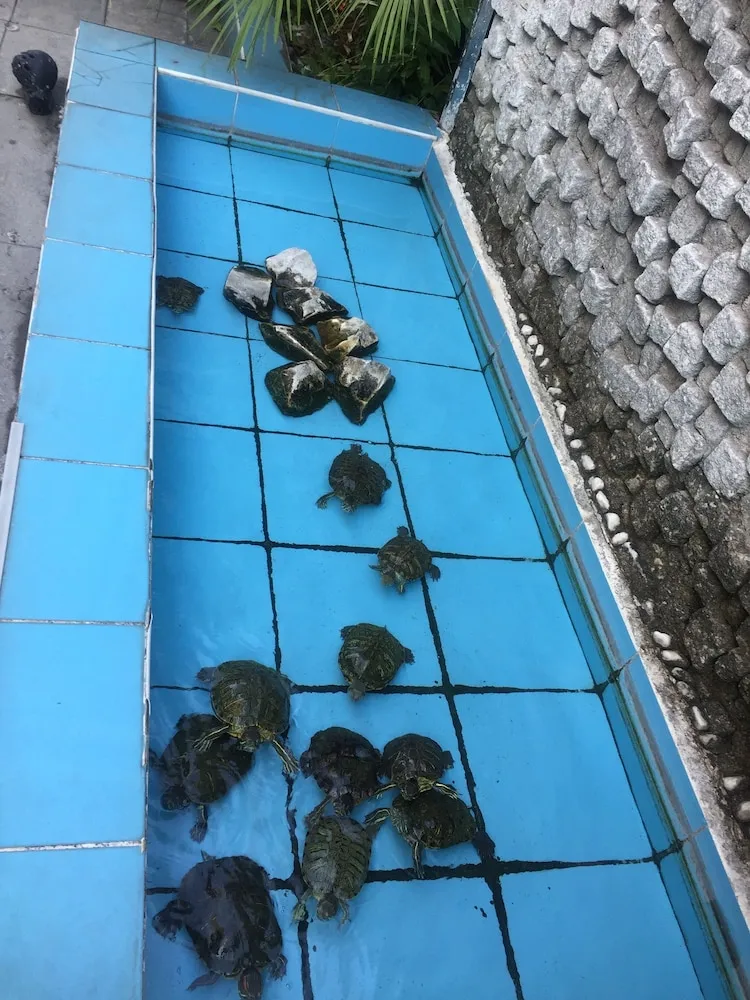 Standard Tek Büyük Yataklı Oda, Bahçe Manzaralı