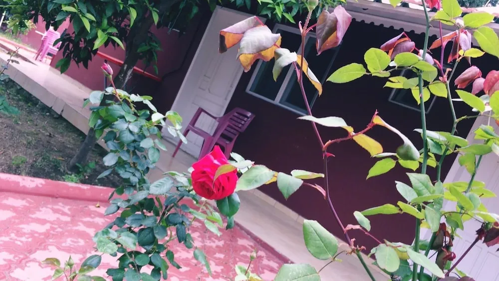 Standard Oda, Bahçe Manzaralı