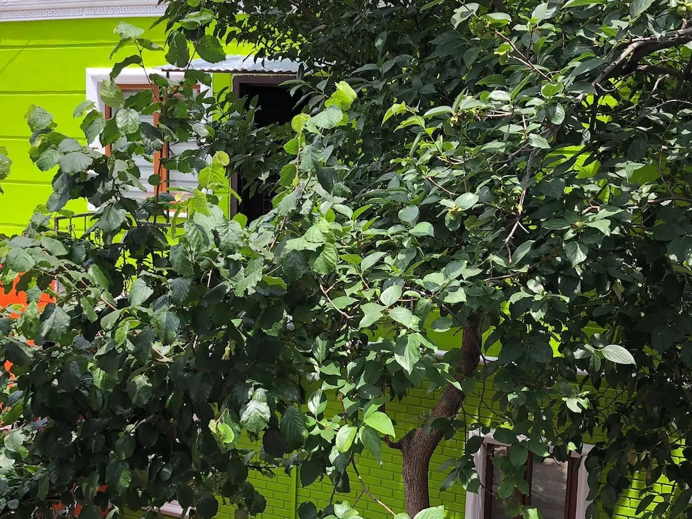 Comfort Apart Daire, Bahçe Manzaralı