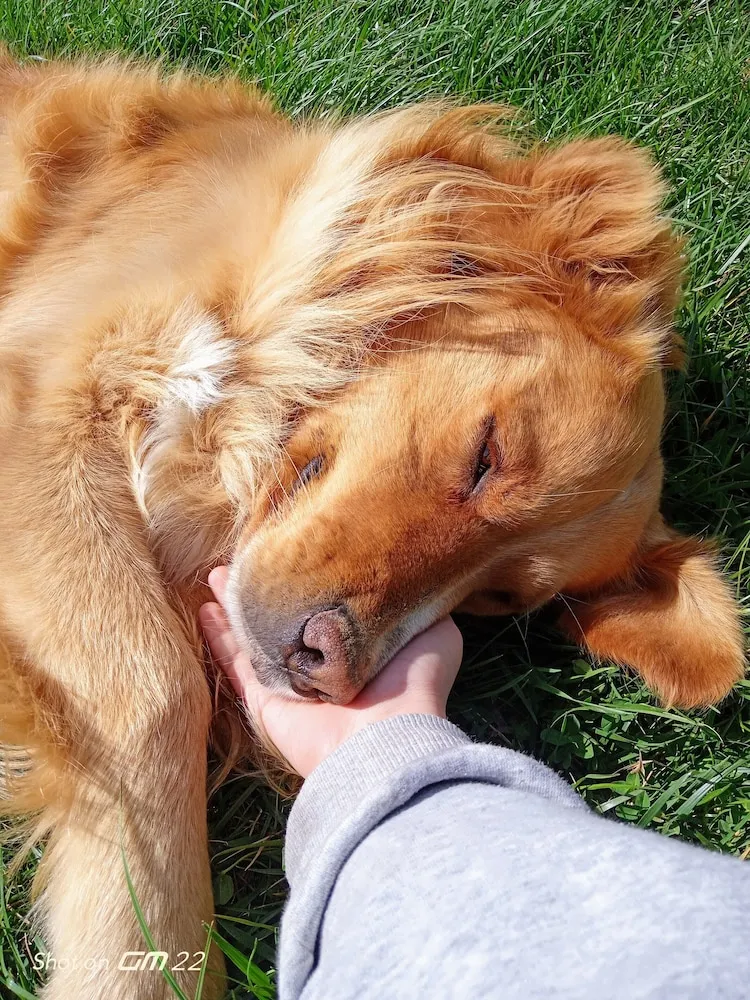 Comfort Süit