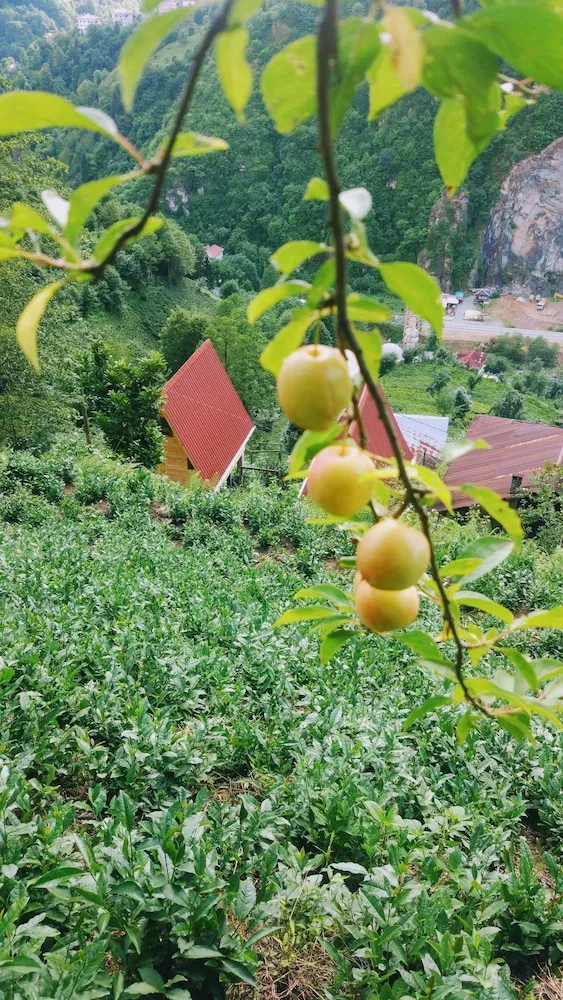 Bahçe