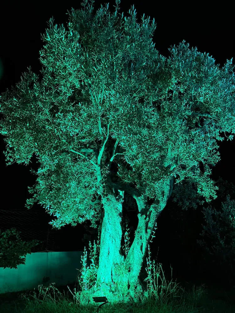 Family Üç Kişilik Oda