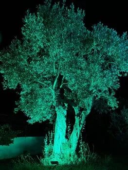 Adasu Otel