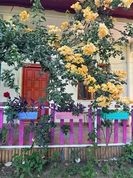 Gaya Pansiyon