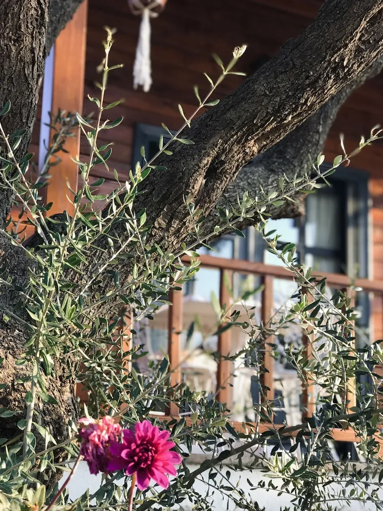 Teras/veranda