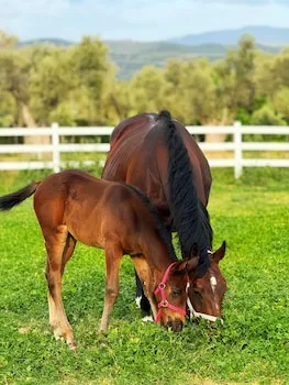 Emirsoy Harası
