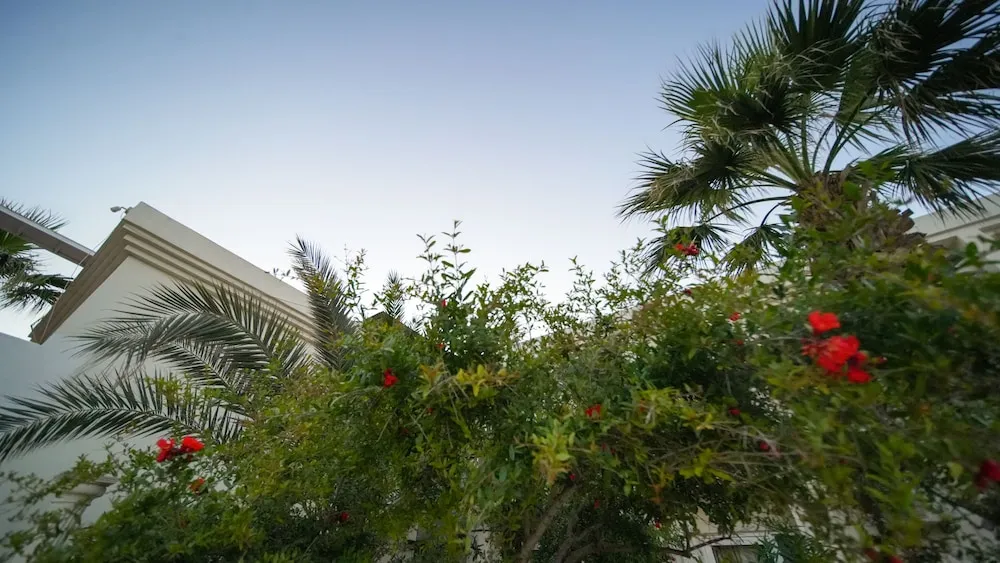 Superior Oda, Bahçe Manzaralı