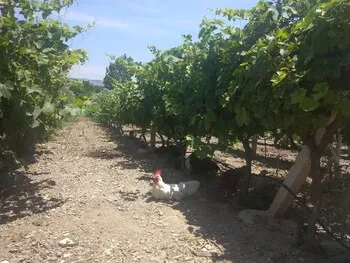 Akarca Bağ Evleri