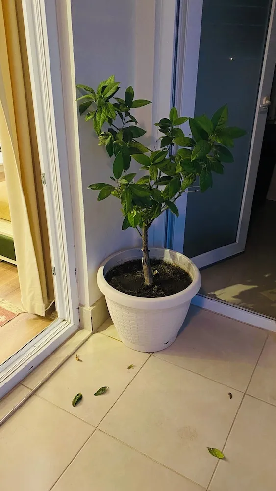 Comfort Daire, 2 Yatak Odası, Denize Bakan