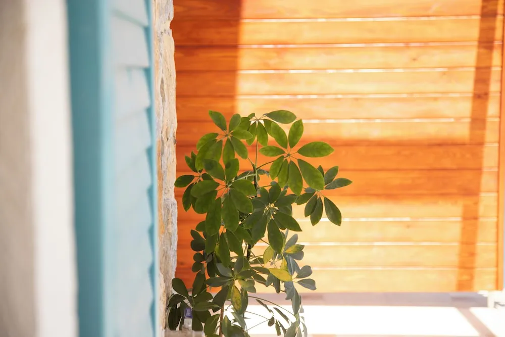 Exclusive Süit, Havuz Manzaralı, Havuz Kenarı