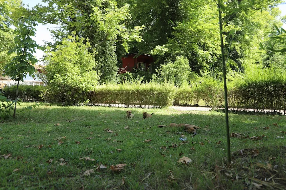 Süit, 1 En Büyük (King) Boy Yatak