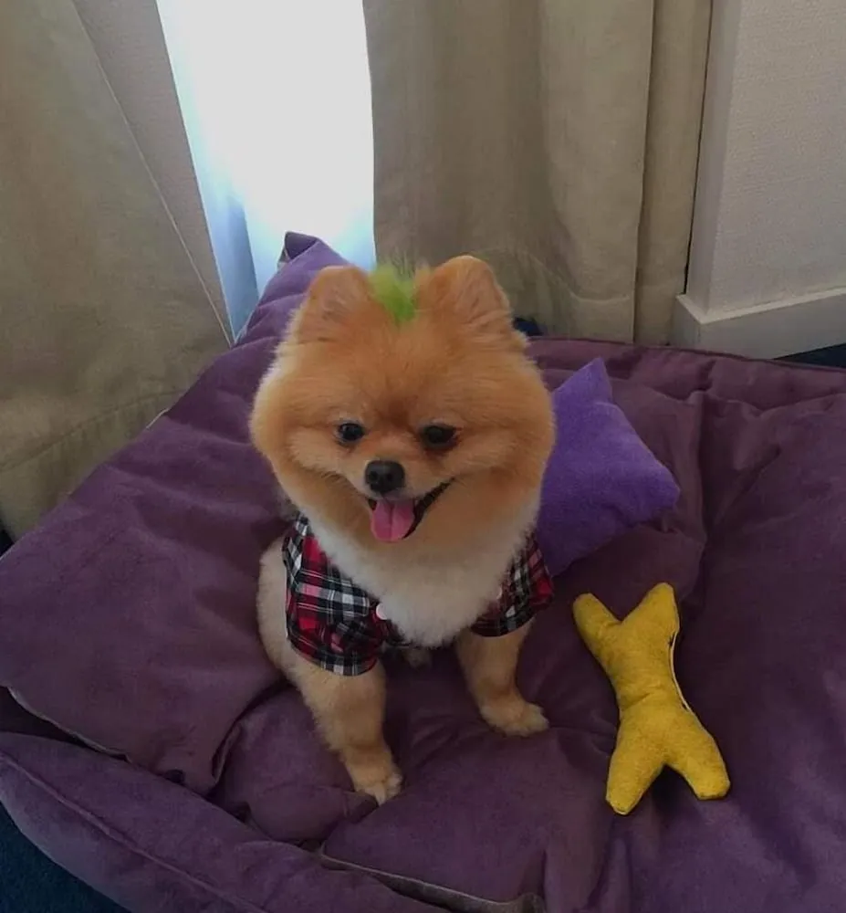 Standard Oda, 1 Çift Kişilik Yatak, Sigara İçilmez (Pet Friendly)