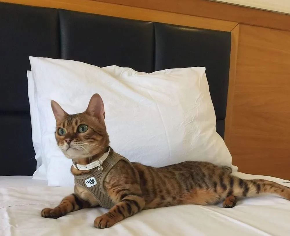 Standard Oda, 1 Çift Kişilik Yatak, Sigara İçilmez (Pet Friendly)