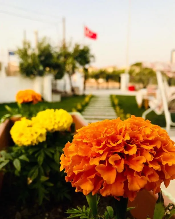Genel Görünüm