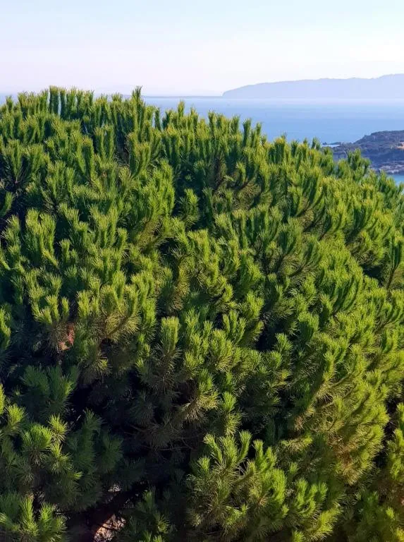 Deluxe Çift Kişilik Oda,Deniz ve Dağ Manzaralı,Fransız Balkonlu