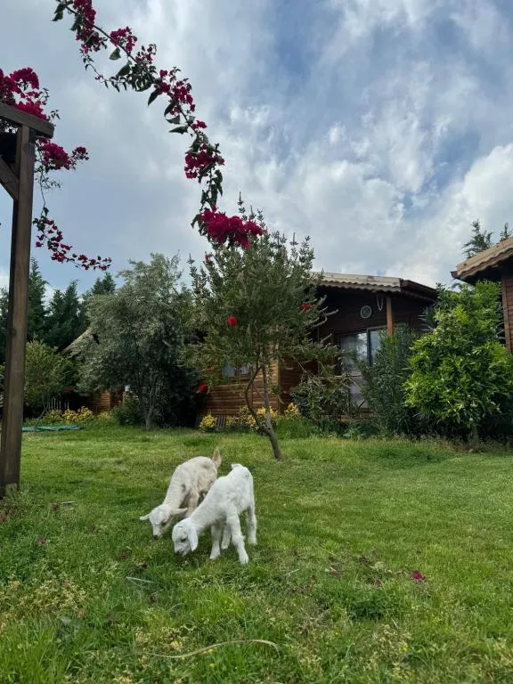 Diğer