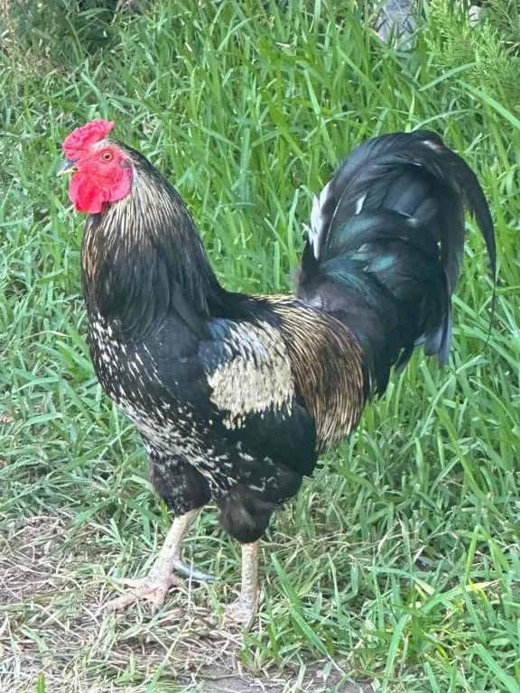 Genel Görünüm