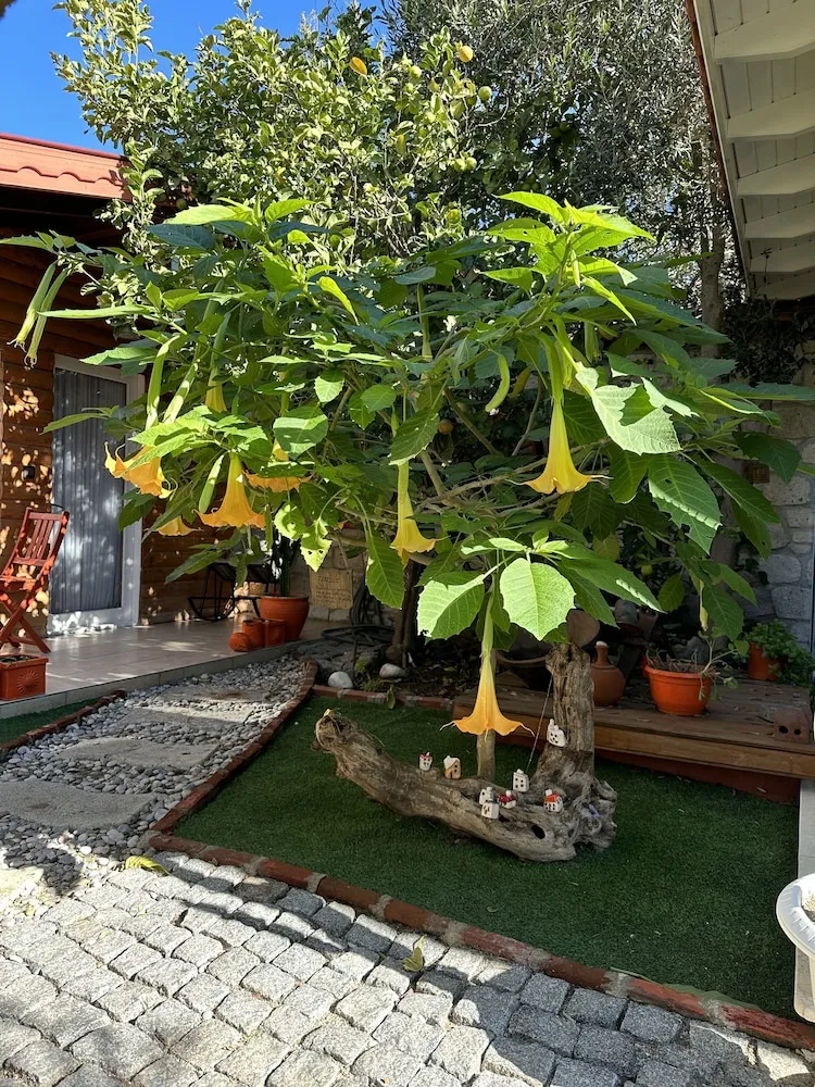 Bungalov