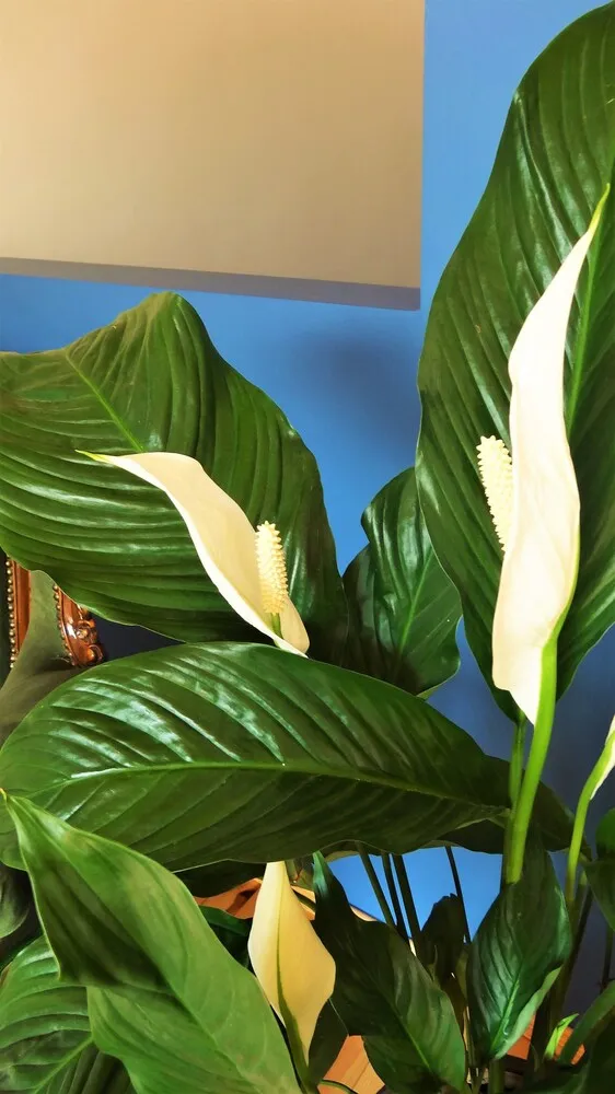 Apart Daire, 3 Yatak Odası, Teras