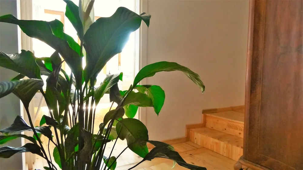 Apart Daire, 3 Yatak Odası, Teras