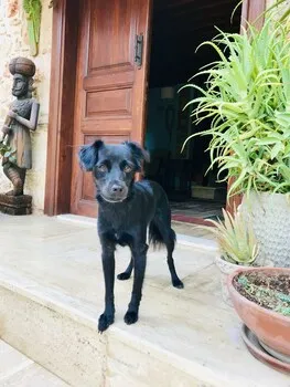 Palm House No.17 Oriental Guesthouse