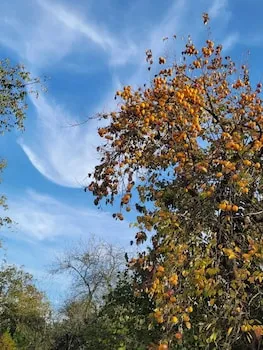 Butik Hotel Masukiye