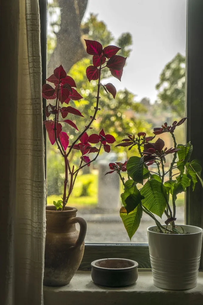 Tek Büyük veya İki Ayrı Yataklı Oda, Şehir Manzaralı